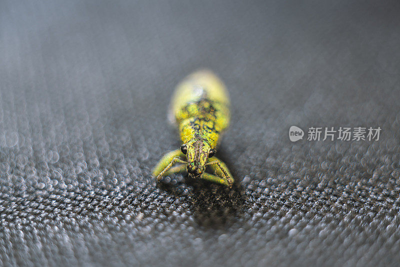 “一个象鼻虫的特写镜头，一种甲虫(昆虫/鞘翅目)有闪亮的颜色点